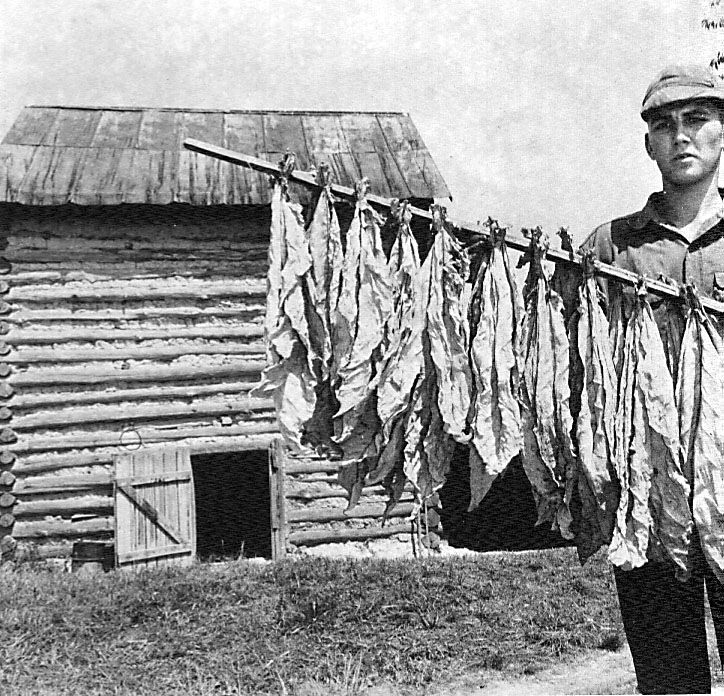 081459 tobacco.jpg
